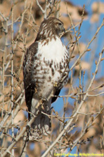 Cooper's hawk